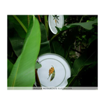 Conjunto 6 Pratos  Rasos Bio Banane - Porto Brasil