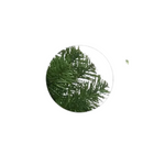 Arvore De Natal Viena Verde 2,10CM 1500 Galhos  52394-004